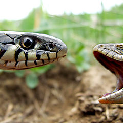 фото "reptiles"