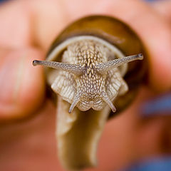 photo "Mega Snail"