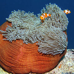 photo "Anemone and anemonefishes"