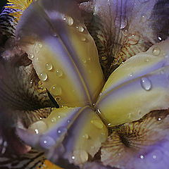 photo "Iris"