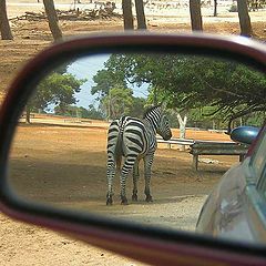 фото "In the rear-view mirror"