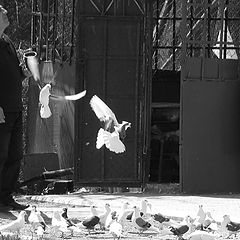 фото "If I could fly"