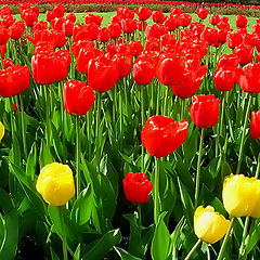 photo "Sea of tulip"