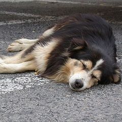 photo "The Crop Worker Dog"