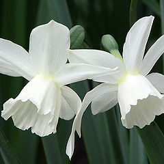 photo "Gentle flowers of Spring"