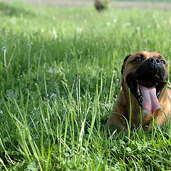 photo "Portrait of a dog"