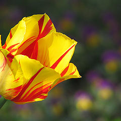 photo "Tulip"