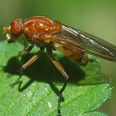 photo "~Reddish Fly~"