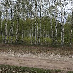 photo "Birches"