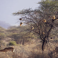 photo "Dreams about Africa"