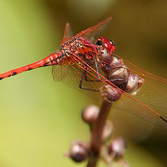 photo "Dragonfly"