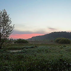 фото "про рассвет на болоте в пять утра"