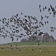 photo "Brent Geese"