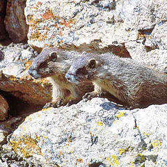 фото "Baby Marmots waiting for mama marmot(upcoming picture)"