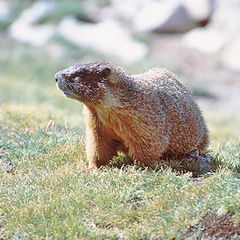 photo "Mama marmot"