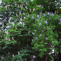 photo "Lilac pretending to be a chestnut"