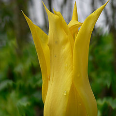 photo "tulip"