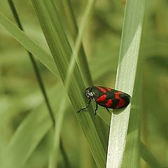 фото "Red..."