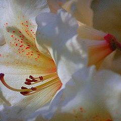 photo "a flower for Berenice Kauffmann"