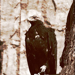 photo "Eagle"