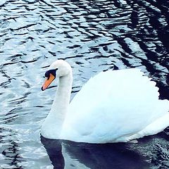 photo "" Swan Lake ""