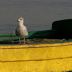 фото "On the boat"