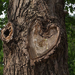 photo "Naked heart of the tree"
