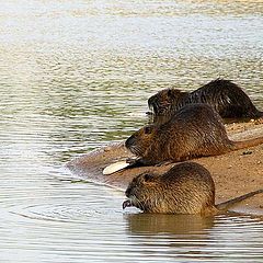 фото "Lunch at sunset"