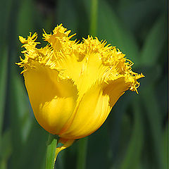 photo "Yellow tulip"