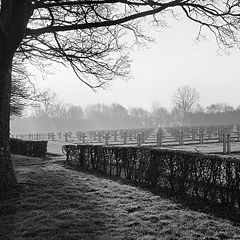 photo "behind the trees."