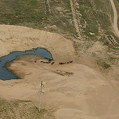 фото "Водопой"