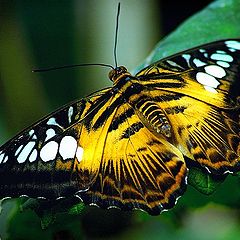 photo "coloured butterfly"