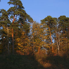 photo "Forest light"