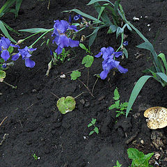 photo "Mushroom at a flower-bed"