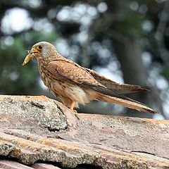 photo "Falcon"