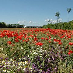 фото "papaveri"