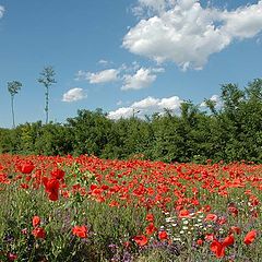 фото "papaveri"