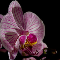 photo "Orchid"