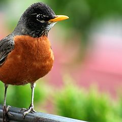 photo "Get Away From My Nest, Woman!"