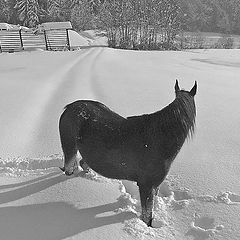 фото "kozolec in konj (hayricks and horse)"