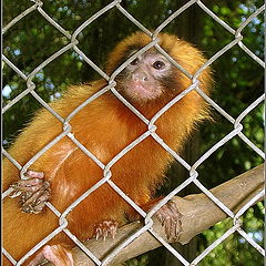 photo "Golden Monkey"