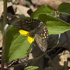 photo "Busy"