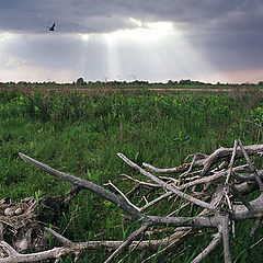 photo "The dropped nest"