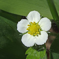 photo "The wild strawberry has blossomed"