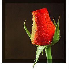 фото "Rosebud"