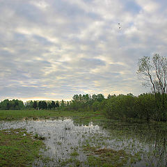 фото "Cветает. Романовка"