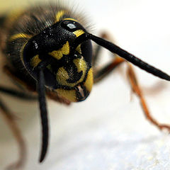 photo "Wasp"