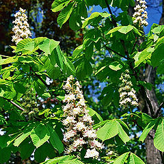 photo "Kiev spring"