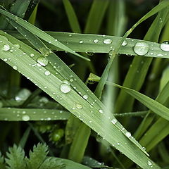 photo "Simply Grass After a Shower"