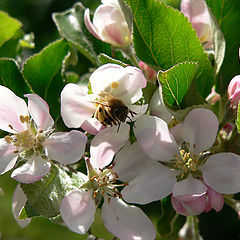 photo "Bee spring"